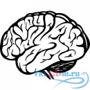 Декоративная наклейка изображение человеческого мозга